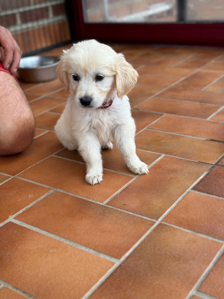 Julien Budschinski - Chiot disponible  - Golden Retriever