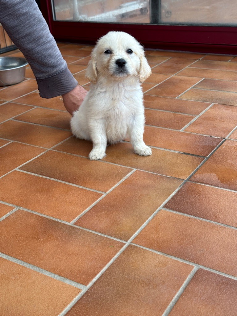 Julien Budschinski - Chiot disponible  - Golden Retriever