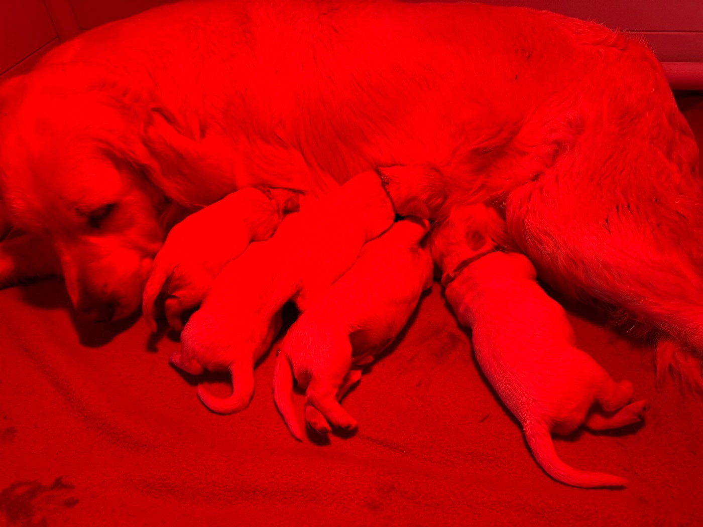 Julien Budschinski - Golden Retriever - Portée née le 11/12/2025