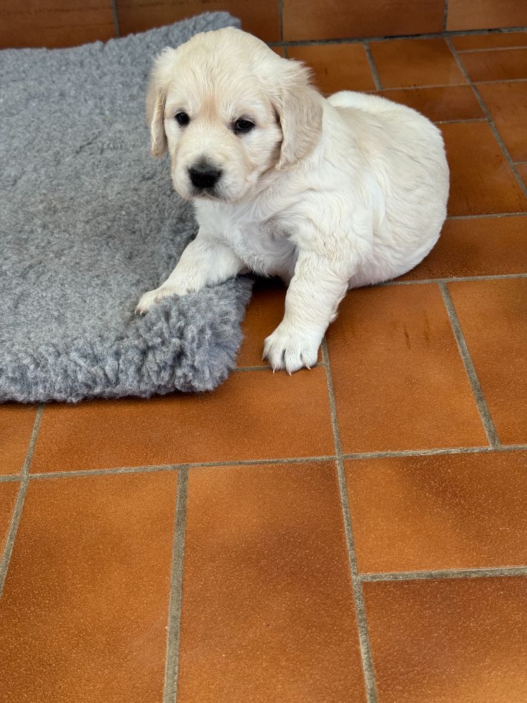 Julien Budschinski - Chiots disponibles - Golden Retriever
