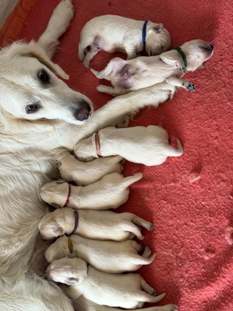 Julien Budschinski - Golden Retriever - Portée née le 16/07/2024