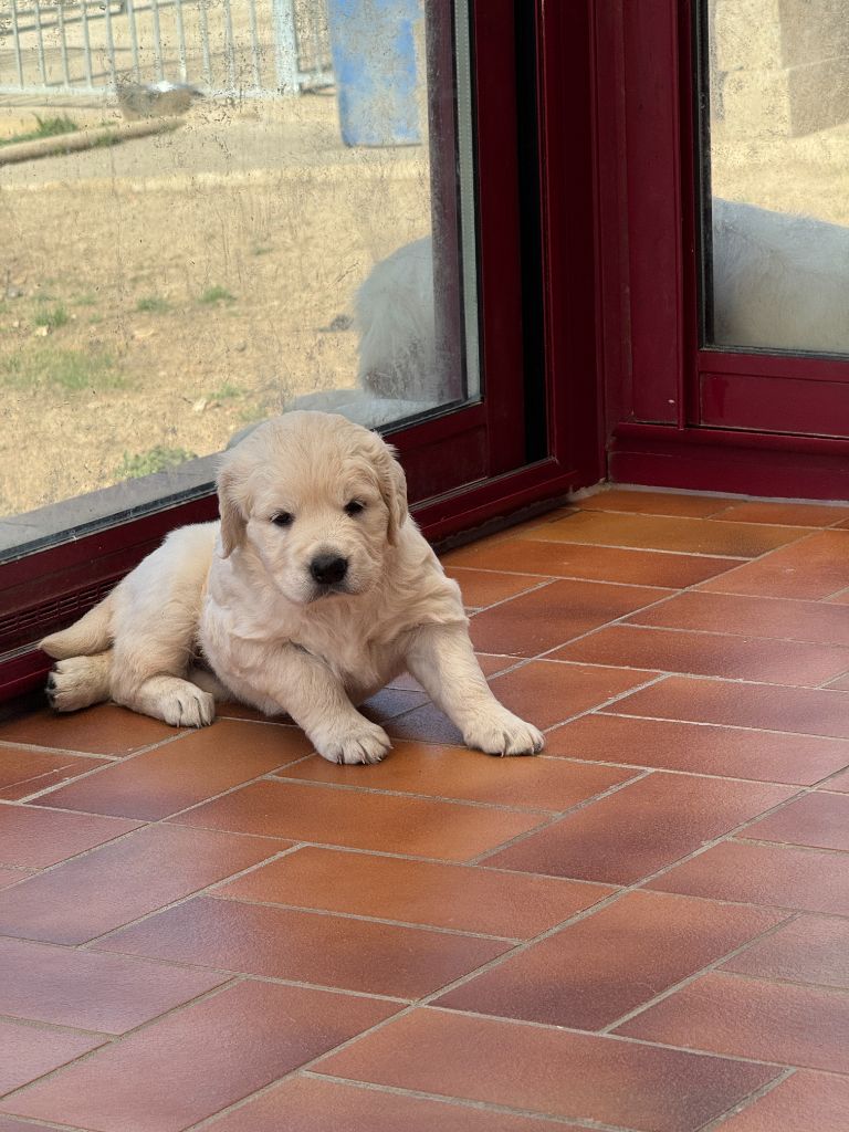 Julien Budschinski - Chiots disponibles - Golden Retriever